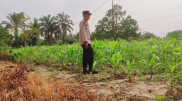 Polsek Sabak Auh Pantau Lahan Jagung Dukung Ketahanan Pangan Nasional