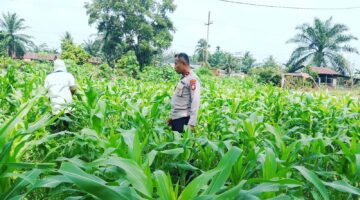 Kapolsek Sabak Auh Siak Pantau Jagung Pipil 0,5 Hektare Dukung Swasembada 2026